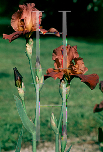 Picture of Iris germanica 