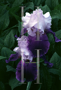 Picture of Iris germanica 'River Hawk'