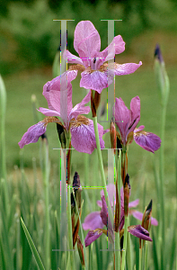 Picture of Iris sibirica 