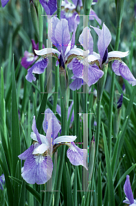 Picture of Iris sibirica 