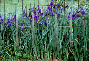 Picture of Iris sibirica 