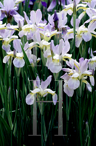 Picture of Iris sibirica 