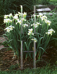 Picture of Iris sibirica 'Butter and Sugar'