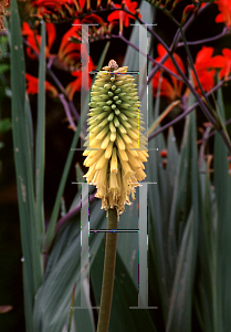 Picture of Kniphofia uvaria 'Primrose Beauty'