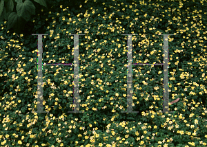 Picture of Oxalis spiralis ssp. vulcanicola 