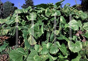 Picture of Pachyrhizus tuberosus 