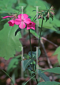 Picture of Phlox stolonifera 