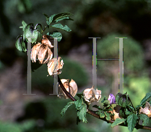 Picture of Physalis ixocarpa 