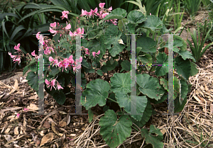 Picture of Pelargonium cordifolium 