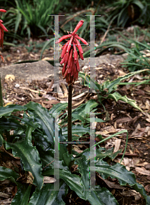 Picture of Veltheimia bracteata 