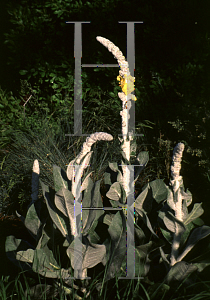 Picture of Verbascum bombyciferum 