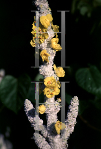 Picture of Verbascum bombyciferum 