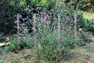 Picture of Verbena bonariensis 