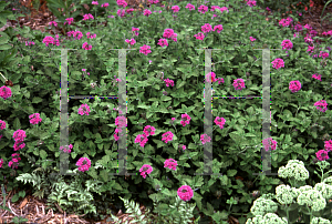 Picture of Verbena canadensis 'Homestead Purple'