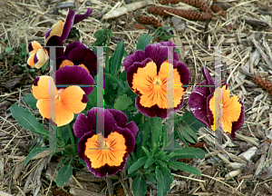 Picture of Viola x wittrockiana 'Jolly Joker'