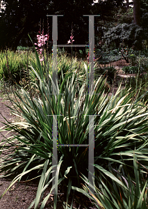 Picture of Watsonia intermedia 