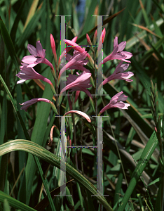 Picture of Watsonia intermedia 