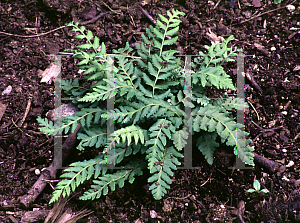 Picture of Woodsia ilvensis 