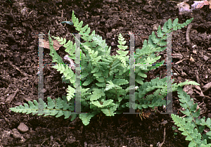 Picture of Woodsia obtusa 