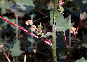 Picture of Xanthium chinense 