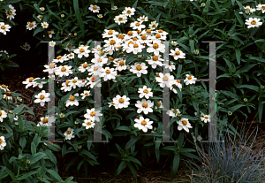 Picture of Zinnia angustifolia 'Crystal White'
