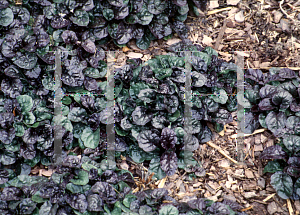 Picture of Ajuga pyramidalis 'Metallica Crispa'