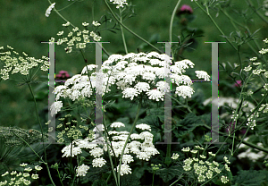 Picture of Ammi majus 