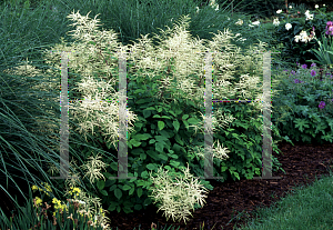 Picture of Aruncus dioicus 'Sylvester'