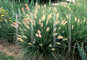 Picture of Pennisetum alopecuroides 'Hamelin'