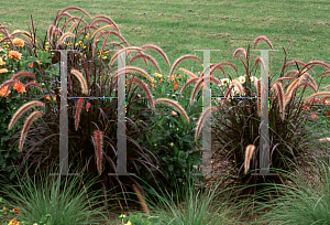 Picture of Pennisetum setaceum 'Rubrum'