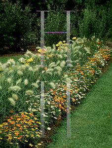 Picture of Pennisetum villosum 