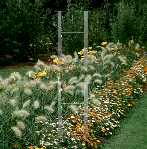 Picture of Zinnia angustifolia 'Starbright Mix'