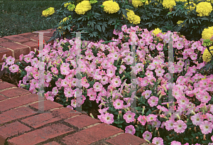 Picture of Petunia x hybrida 'Fantasy Pink Morn'