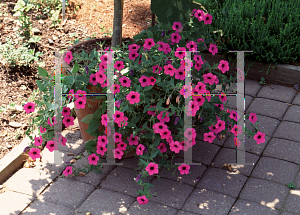 Picture of Petunia integrifolia var. integrifolia 