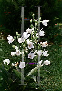 Picture of Platycodon grandiflorus 'Alba'