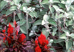 Picture of Plectranthus argentatus 