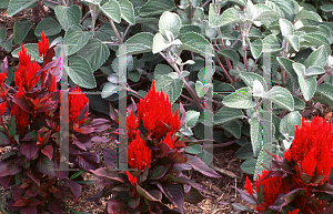 Picture of Celosia argentea (Plumosa Group) 'New Look'