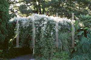 Picture of Polygonum aubertii 