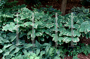 Picture of Polygonatum odoratum var. thunbergii 