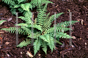 Picture of Polystichum andersonii 