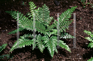 Picture of Polystichum polyblepharum 