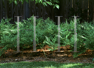 Picture of Pteridium aquilinum 