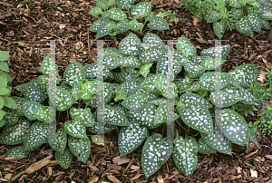 Picture of Pulmonaria saccharata 'Mrs. Moon'