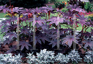 Picture of Ricinus communis 'Carmencita'