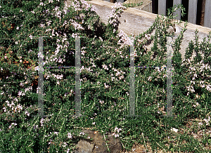 Picture of Rosmarinus officinalis 'Prostratus'