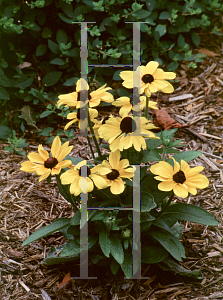 Picture of Rudbeckia hirta 'Toto'