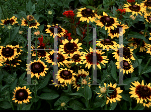 Picture of Rudbeckia hirta 'Sonora'