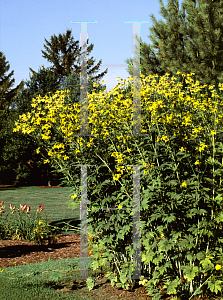 Picture of Rudbeckia laciniata 