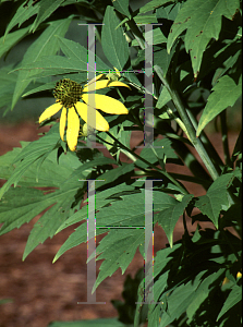 Picture of Rudbeckia laciniata 