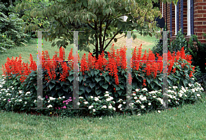 Picture of Salvia splendens 'Empire Red'